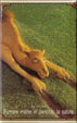CamelCollectors http://camelcollectors.com/assets/images/pack-preview/CH-016-01.jpg