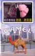 CamelCollectors http://camelcollectors.com/assets/images/pack-preview/TW-005-06.jpg