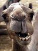 CamelCollectors avatar Gustavo Rivera