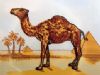 CamelCollectors avatar CESAR SANCHEZ